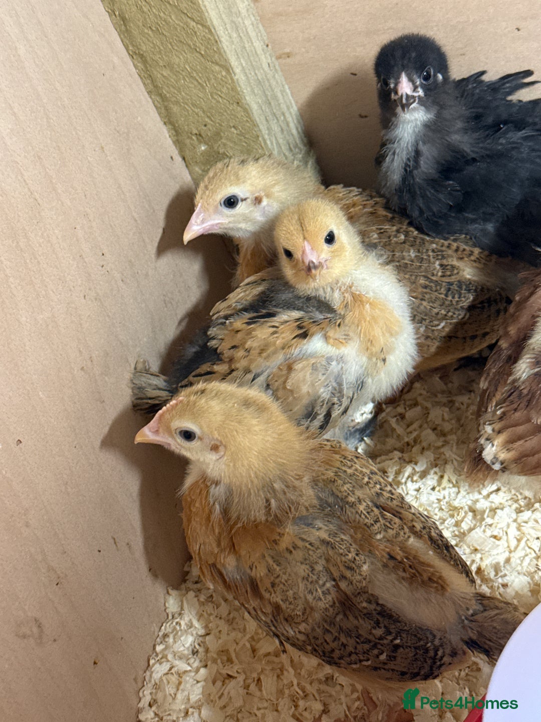 Chickens poultry for sale: Mixed Hybrids Chicks  - Image 2