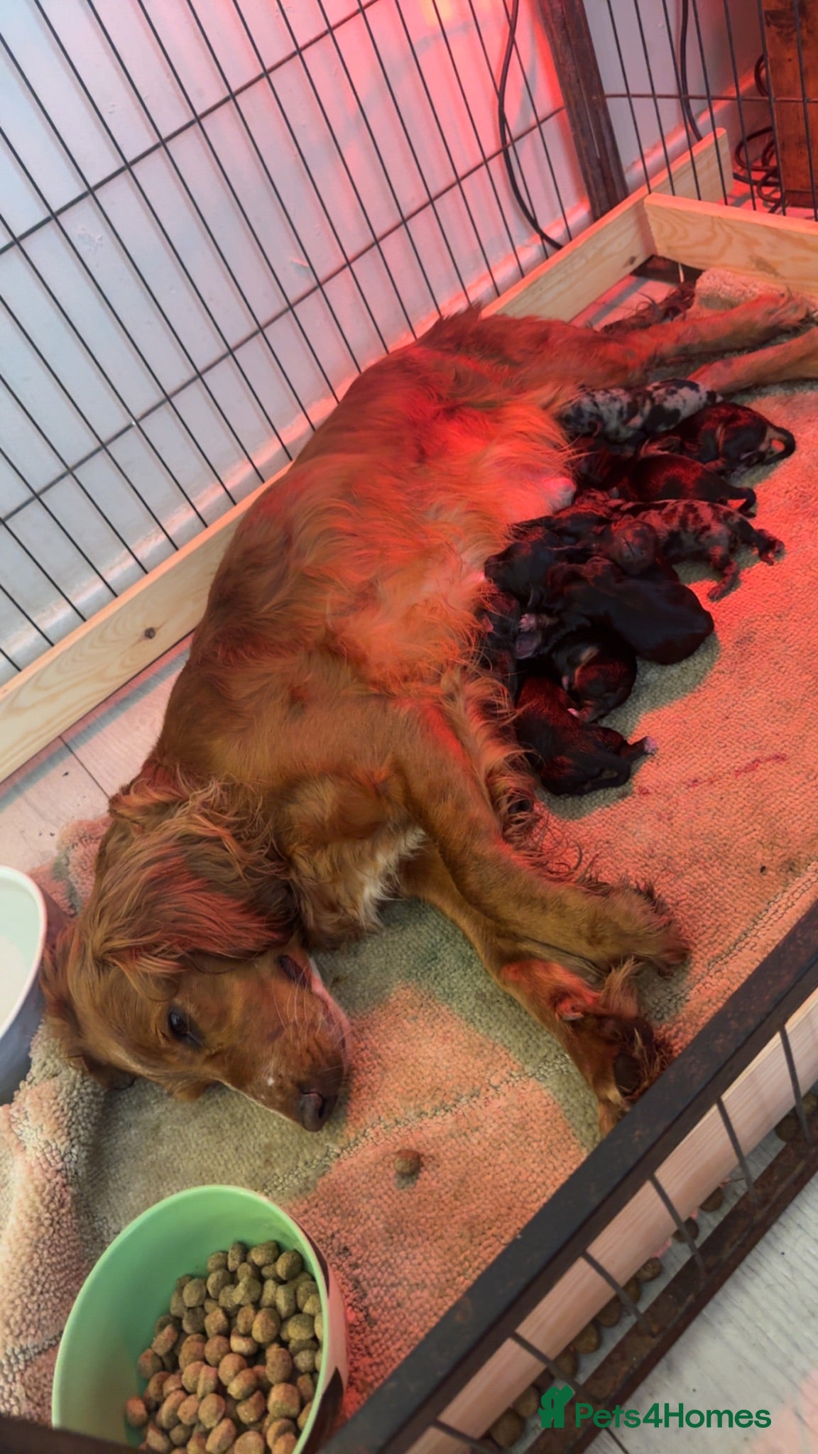 Mixed Breed dogs 10 docker puppies for sale - Advert 3