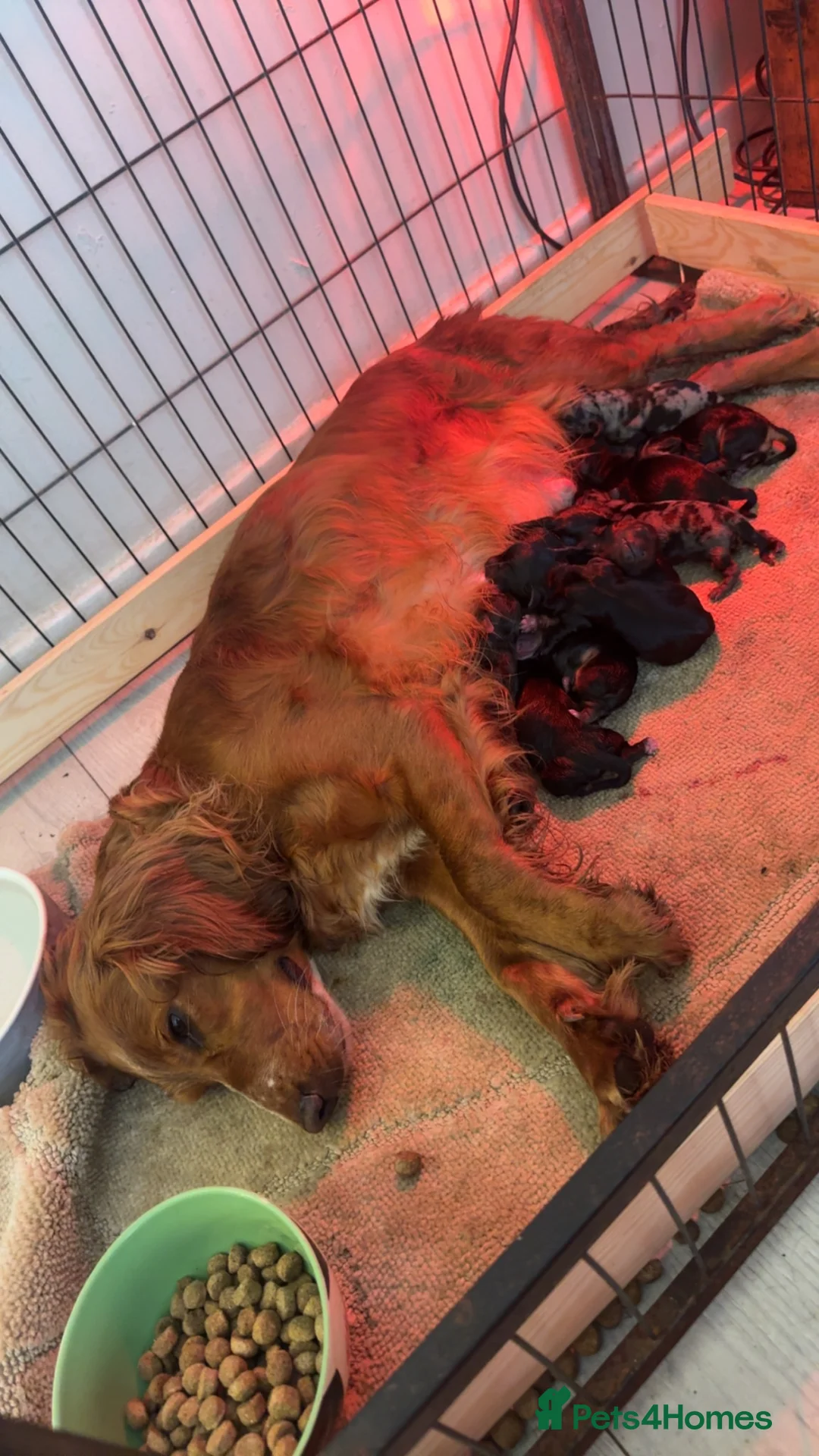 Mixed Breed dogs for sale: 10 docker puppies for sale in Bishop Auckland - Advert 1