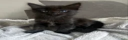 Mixed Breed cats for sale: Fabulous half Russian Blue kittens 🐾 - Advert 4