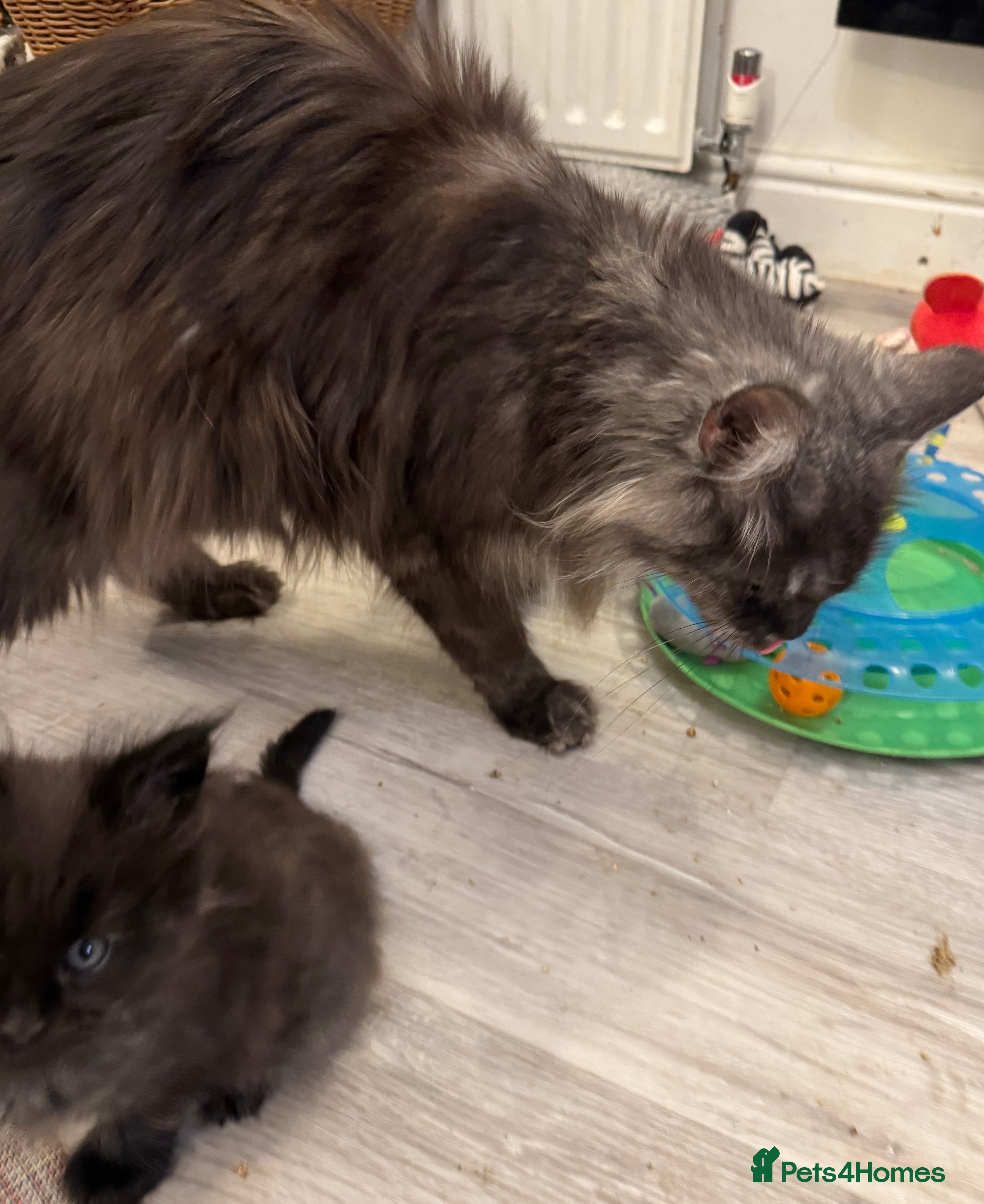 Maine Coon cats Beautiful large Maine Coon Kittens - Advert 2