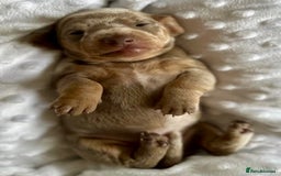 Miniature Dachshund dogs for sale: KC Miniature Isabella Dapple Dachshunds - Image 5