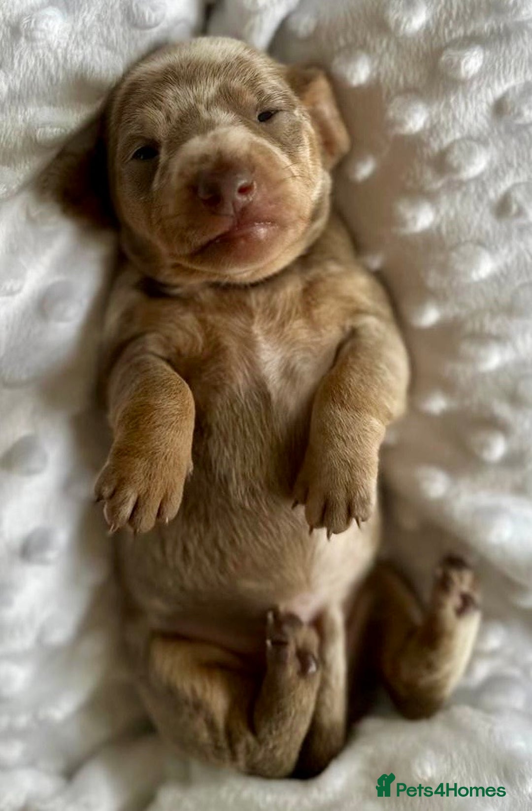 Miniature Dachshund dogs for sale: KC Miniature Isabella Dapple Dachshunds - Image 5