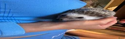 Pygmy Hedgehog rodents for sale: Pygmy Hedgehog in Newcastle upon Tyne - Advert 6