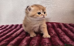 British Shorthair cats for sale: Quality X4 British Longhair x2 British Shorthair - Image 8