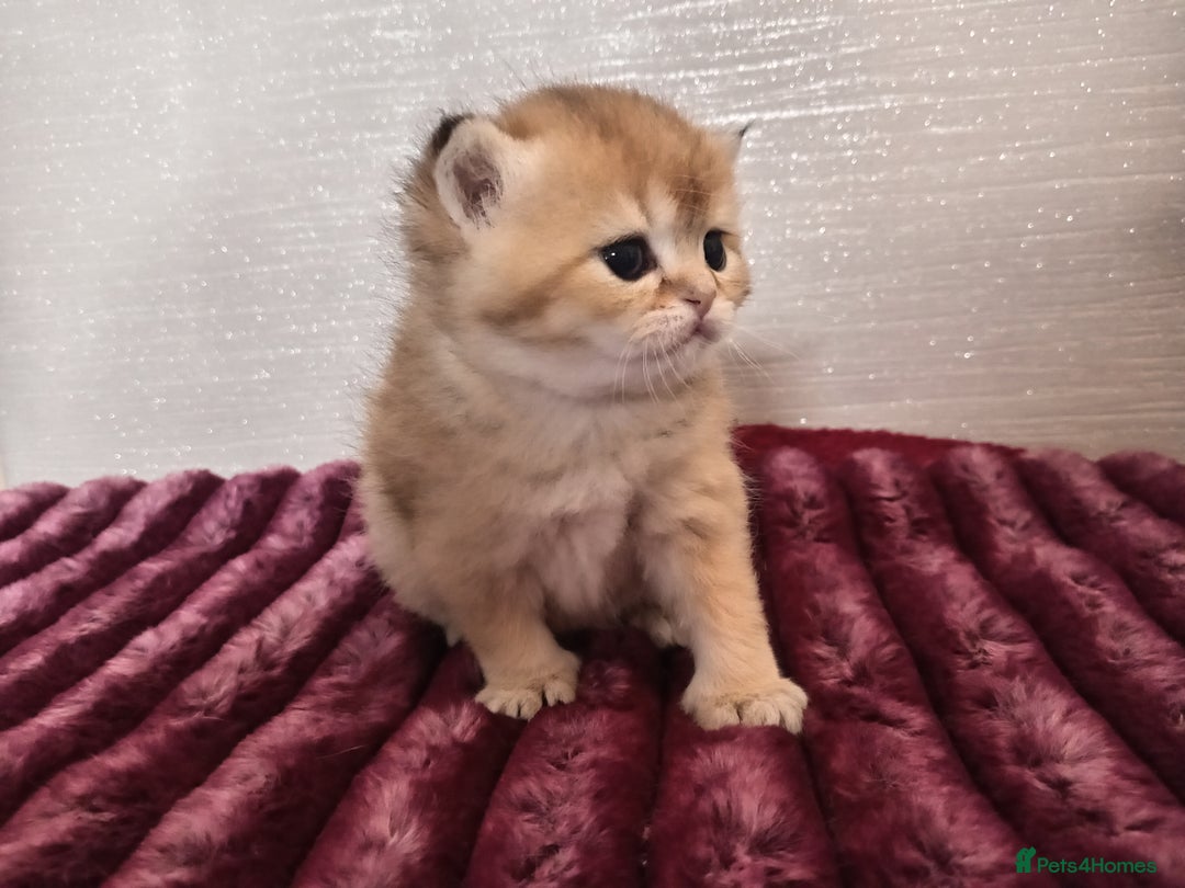 British Shorthair cats for sale: Quality X4 British Longhair x2 British Shorthair - Image 8