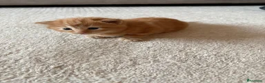 Mixed Breed 1