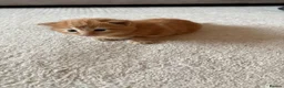 Mixed Breed cats for sale: Mixed Breed Kittens  - Advert 6