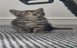 Bengal cats for sale: Mixed Tabby x Bengal Kittens – 2 Males Left 🐾 - Image 12
