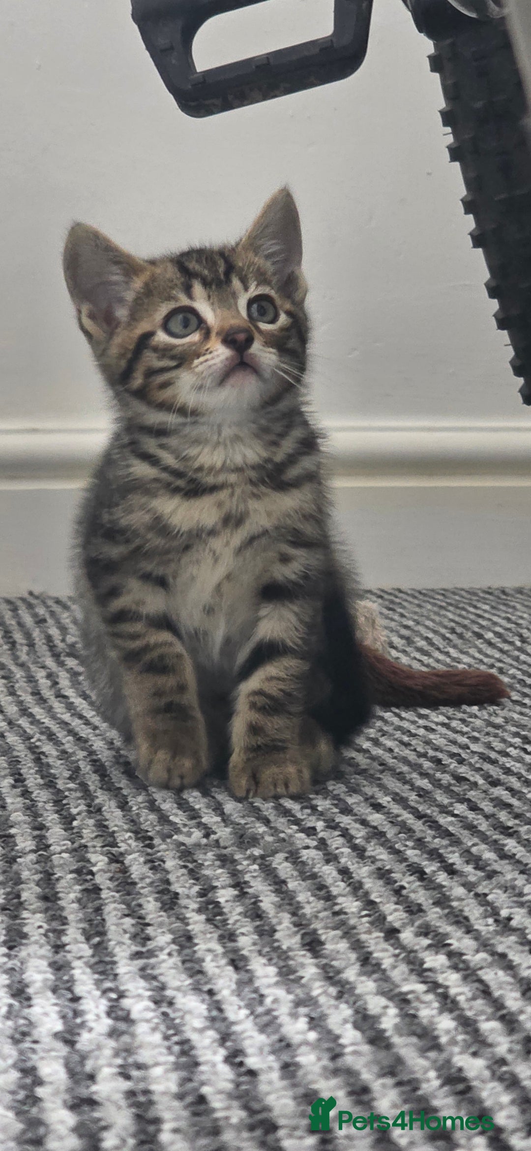 Bengal cats for sale: Mixed Tabby x Bengal Kittens – 2 Males Left 🐾 - Image 12