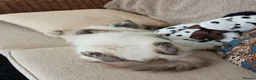 Ragdoll cats for sale: Beautiful Ragdol Kittens - Advert 4