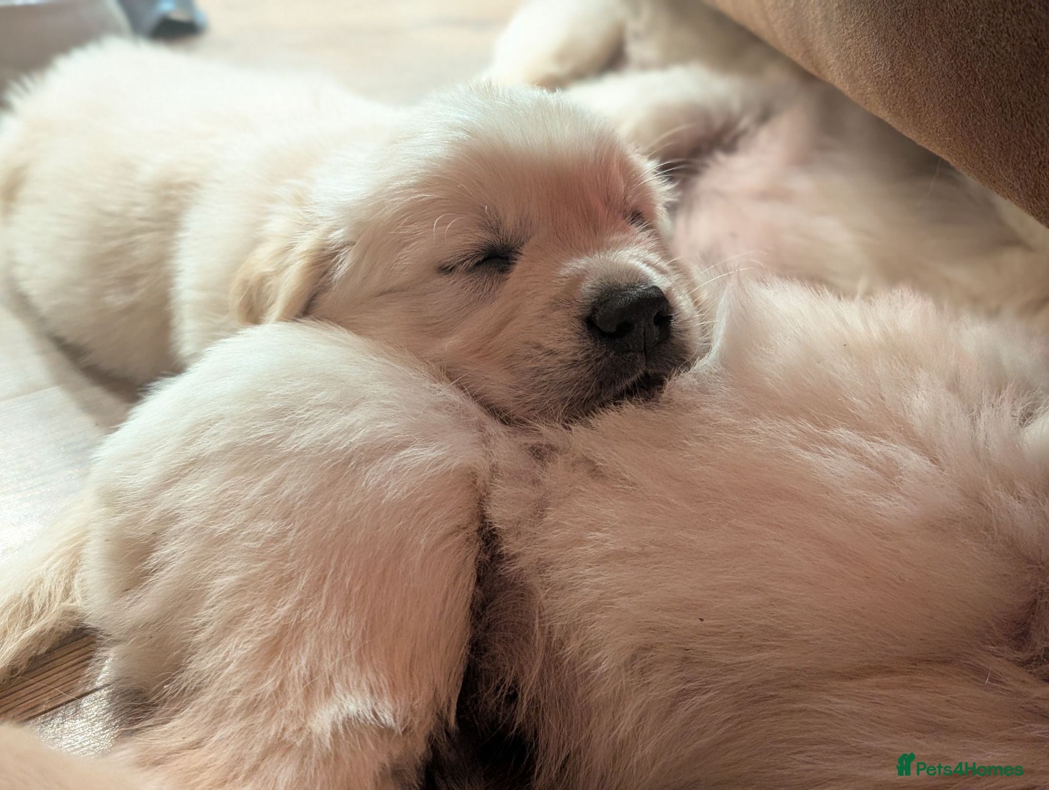 Golden Retriever dogs Adventure-Ready Golden Retriever Puppies 🐾 - Advert 8