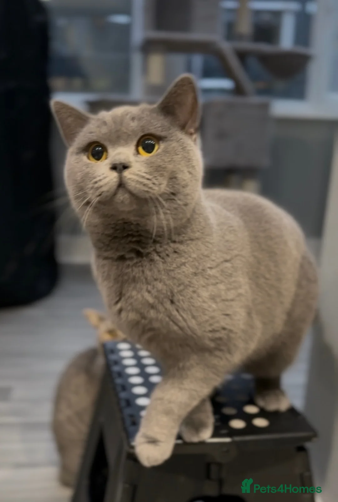 British Shorthair cats for sale: ACTIVE BRITISH SHORTHAIR PROVEN QUEEN - Advert 2