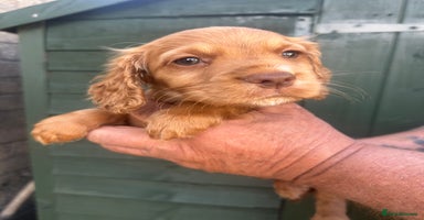 Cocker Spaniel dogs - Advert 14
