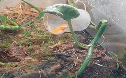 Gecko reptiles for sale: Geckos Fish Frogs full setups - Image 30
