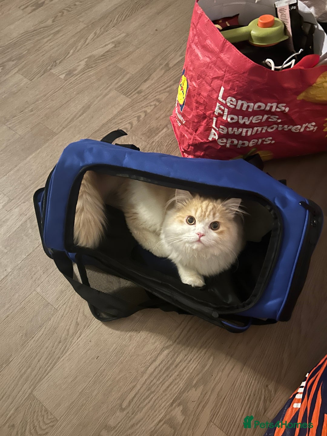 Scottish Fold cats for sale: MALE LONG HAIR SCOTTISH FOLD KITTEN - Advert 4