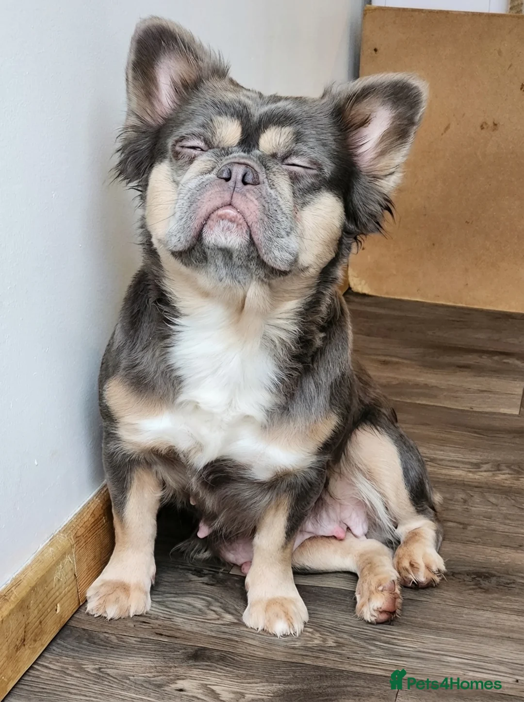 French Bulldog dogs for sale: Quality French Bulldog Puppies - Advert 2