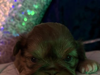 Shih Tzu dogs 4 beautiful stunning shih tzu puppies - Advert 2