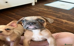 French Bulldog dogs for sale: 4 Beautiful Babies  - Image 39