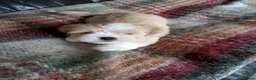 Lhasa Apso dogs for sale: Lhasa Apso puppies in Kent - Advert 21