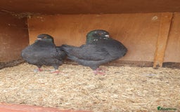 Pigeons birds for sale: Modena Pigeon For Sale - Image 2