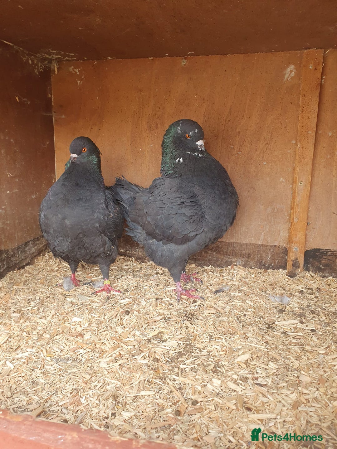 Pigeons birds for sale: Modena Pigeon For Sale - Image 2
