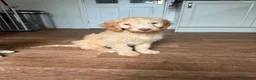 Australian Labradoodle dogs for sale: Last 2 Adorable Australian Labradoodles - Advert 27