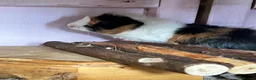Guinea Pig rodents for sale: Funky Tri Bonded Boars  in Hope Valley - Advert 2