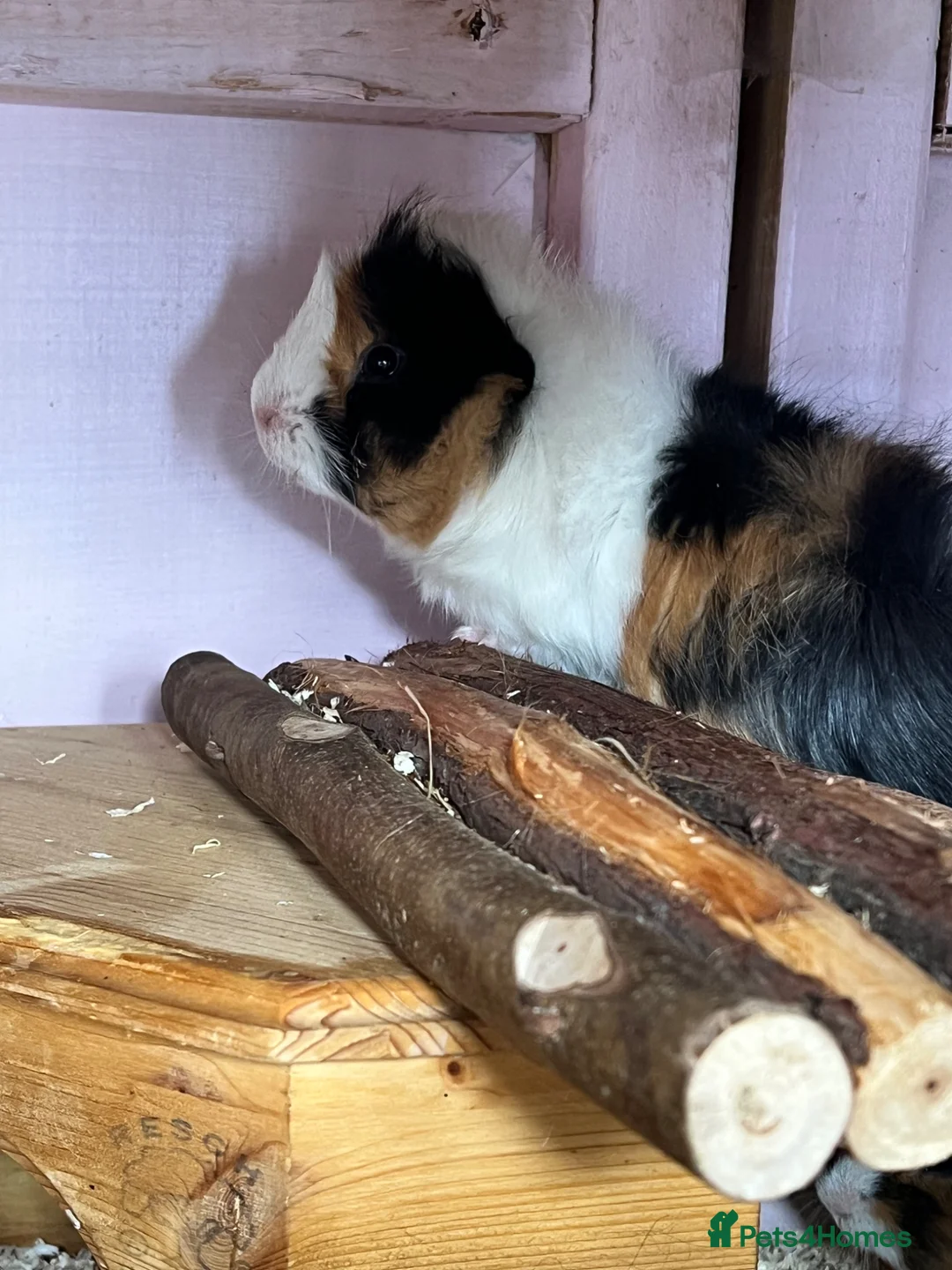 Guinea Pig rodents for sale: Funky Tri Bonded Boars  in Hope Valley - Advert 2