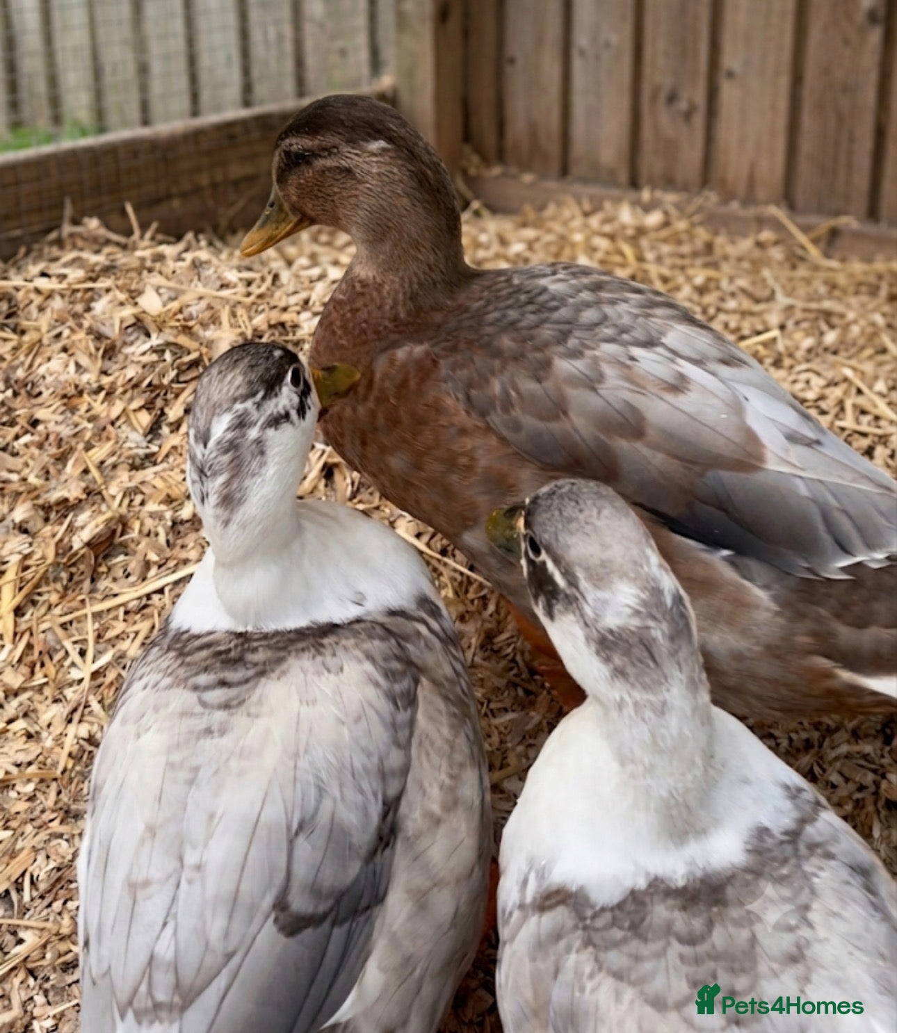 Ducks poultry Call duck trio - Advert 17