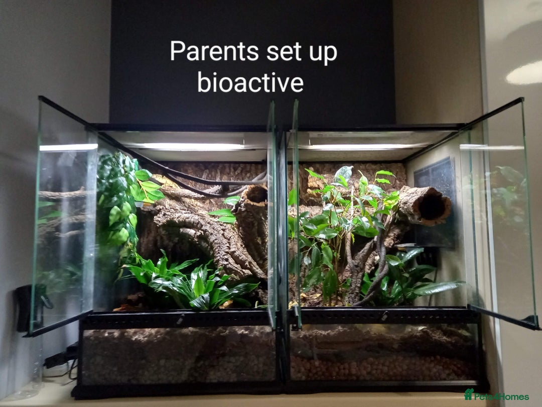 Gecko reptiles for sale: Baby crested geckos  in Doncaster - Image 18