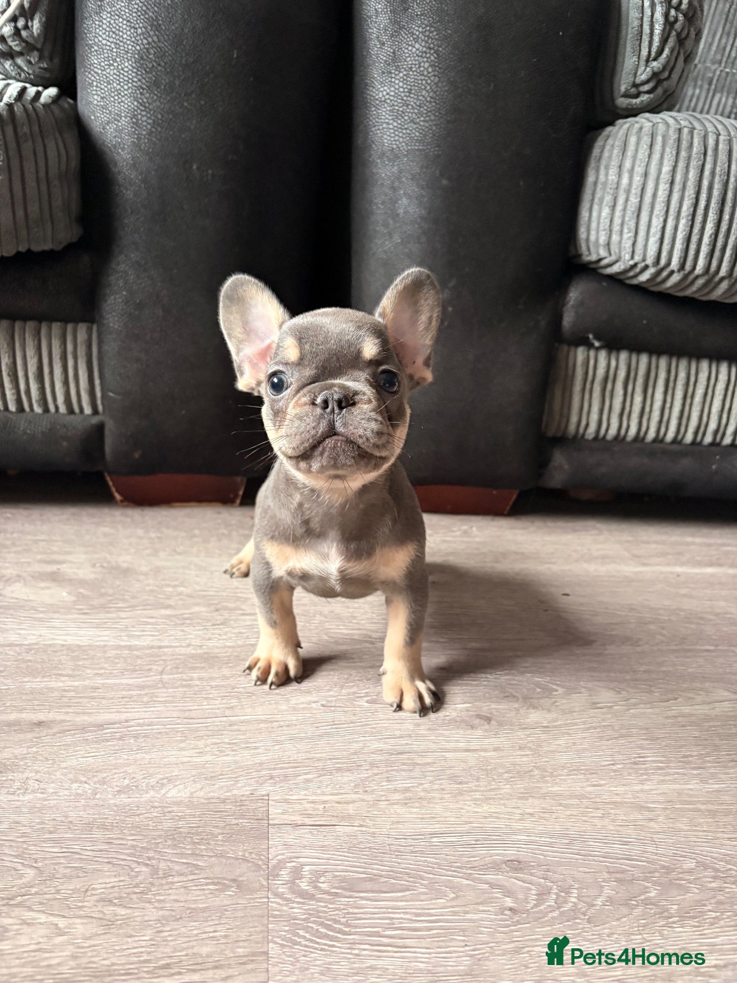 French Bulldog dogs Beautiful French bulldog pups - Advert 1