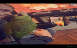 Parrots birds for sale: Yelow nape amazon - Image 2