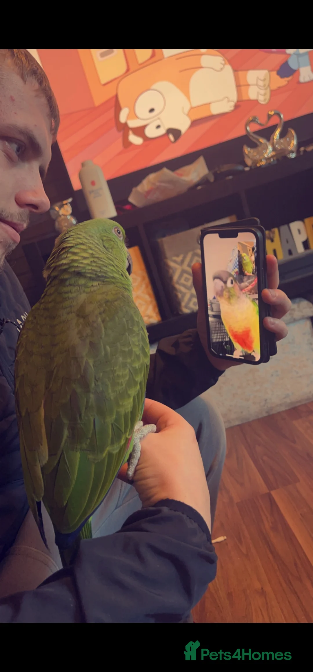 Parrots birds for sale: Yelow nape amazon - Advert 2