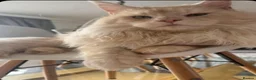 Maine Coon cats for sale: Beautiful Mainecoon kittens  - Advert 12