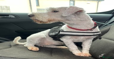 Miniature Schnauzer dogs - Advert 4