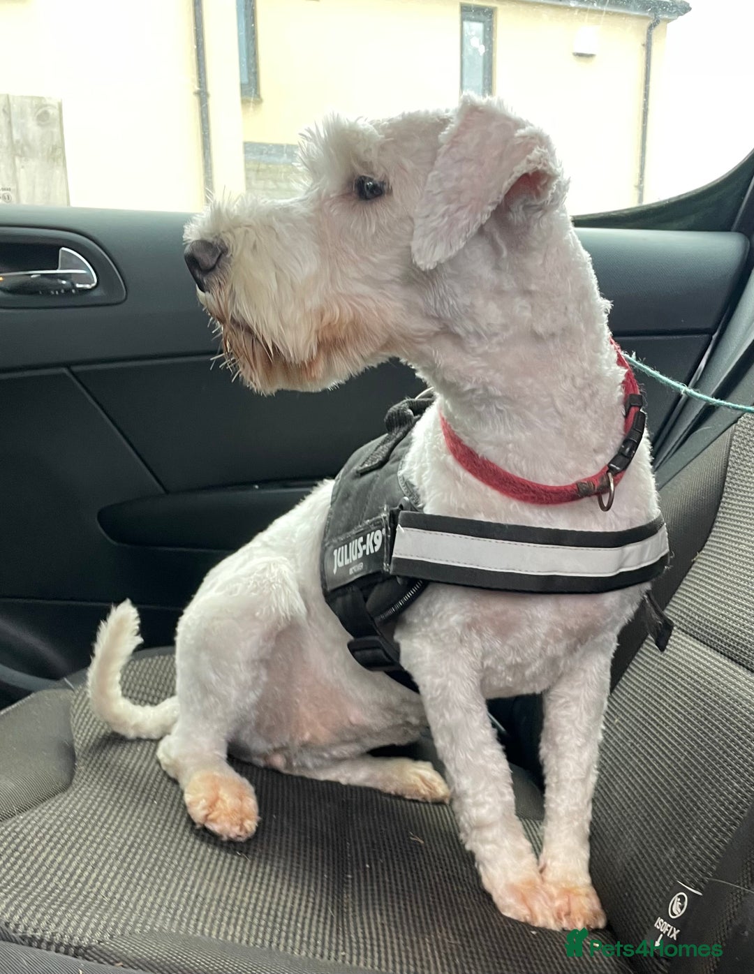 Miniature Schnauzer dogs for sale: Top Quality, health tested Mini Schnauzer pups - Image 3