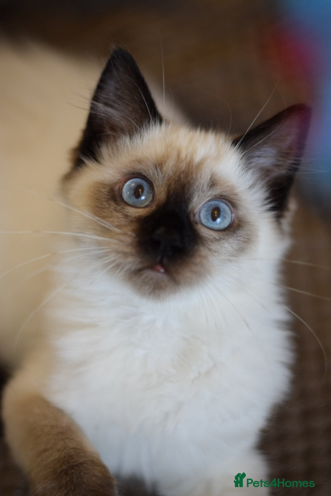 Ragdoll cats for sale: Ragdoll Crystal chocolate point female  - Image 1