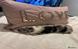 Border Collie dogs for sale: Border collie puppy’s ready to reserve  - Image 26