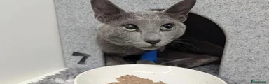Russian Blue Kitten 1