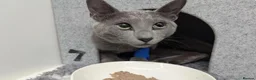 Russian Blue cats for sale: Russian blue - Advert 5
