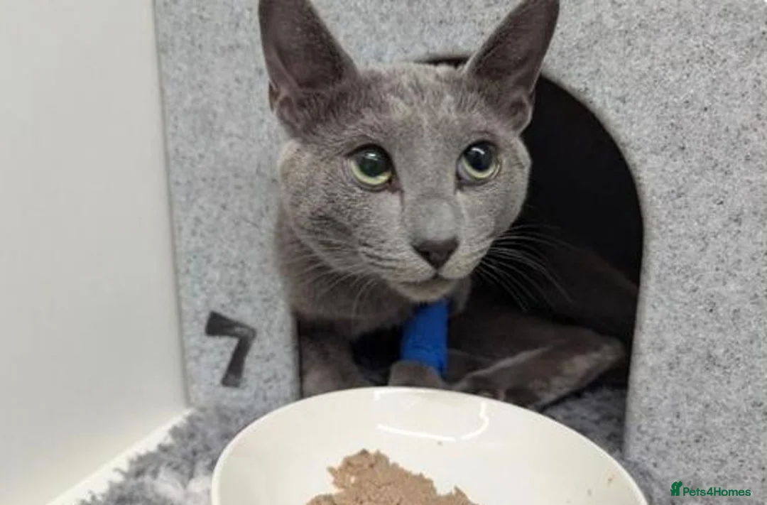 Russian Blue cats for sale: Russian blue - Advert 5