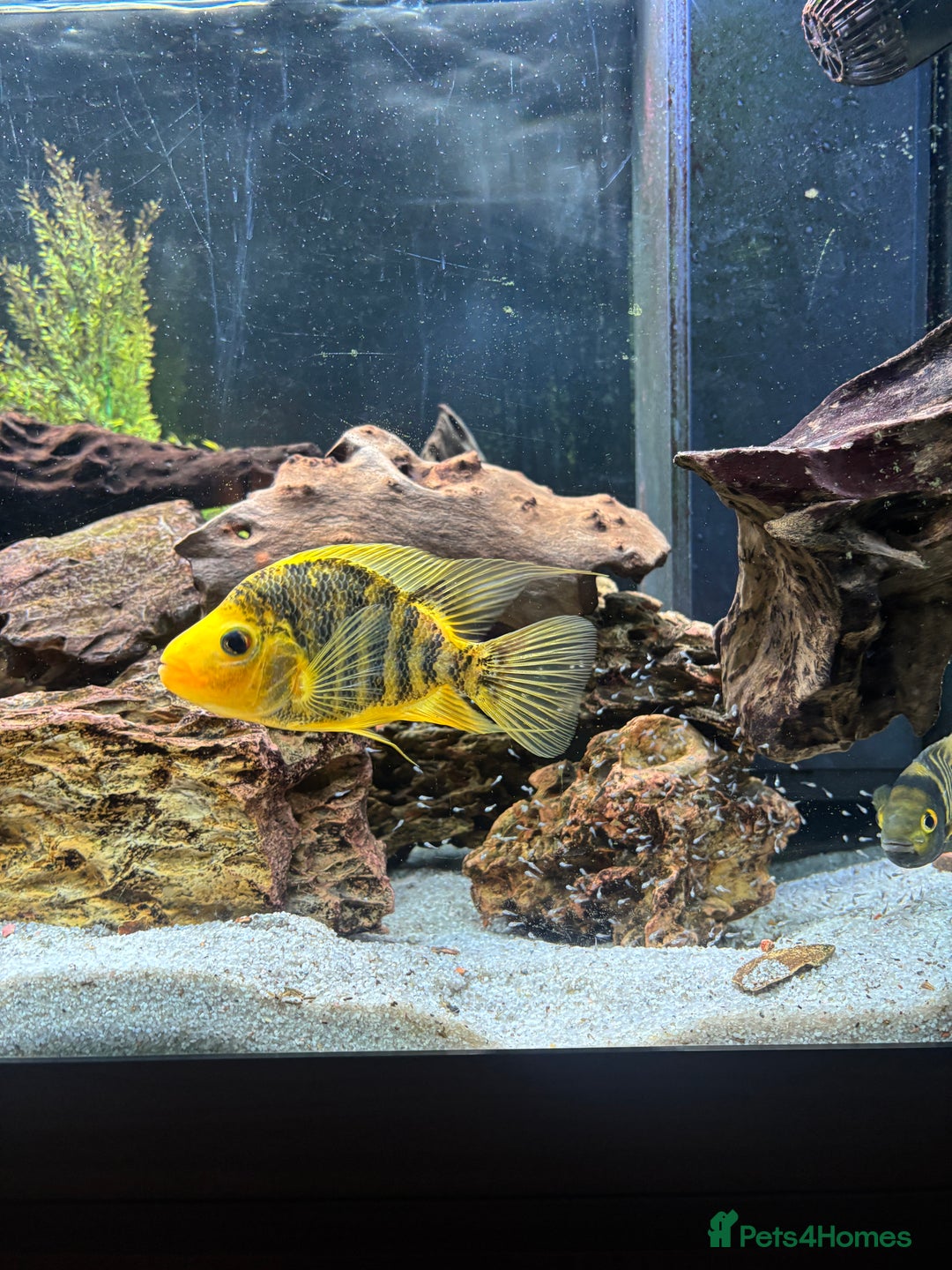 Cichlids fish for sale: Breeding Pair of Large Cichlids - Proven & Active - Advert 4