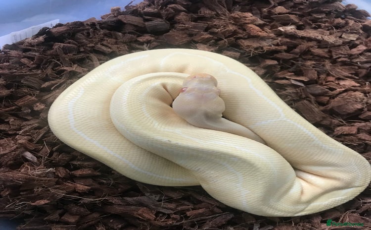 Python Snake reptiles - Advert 2
