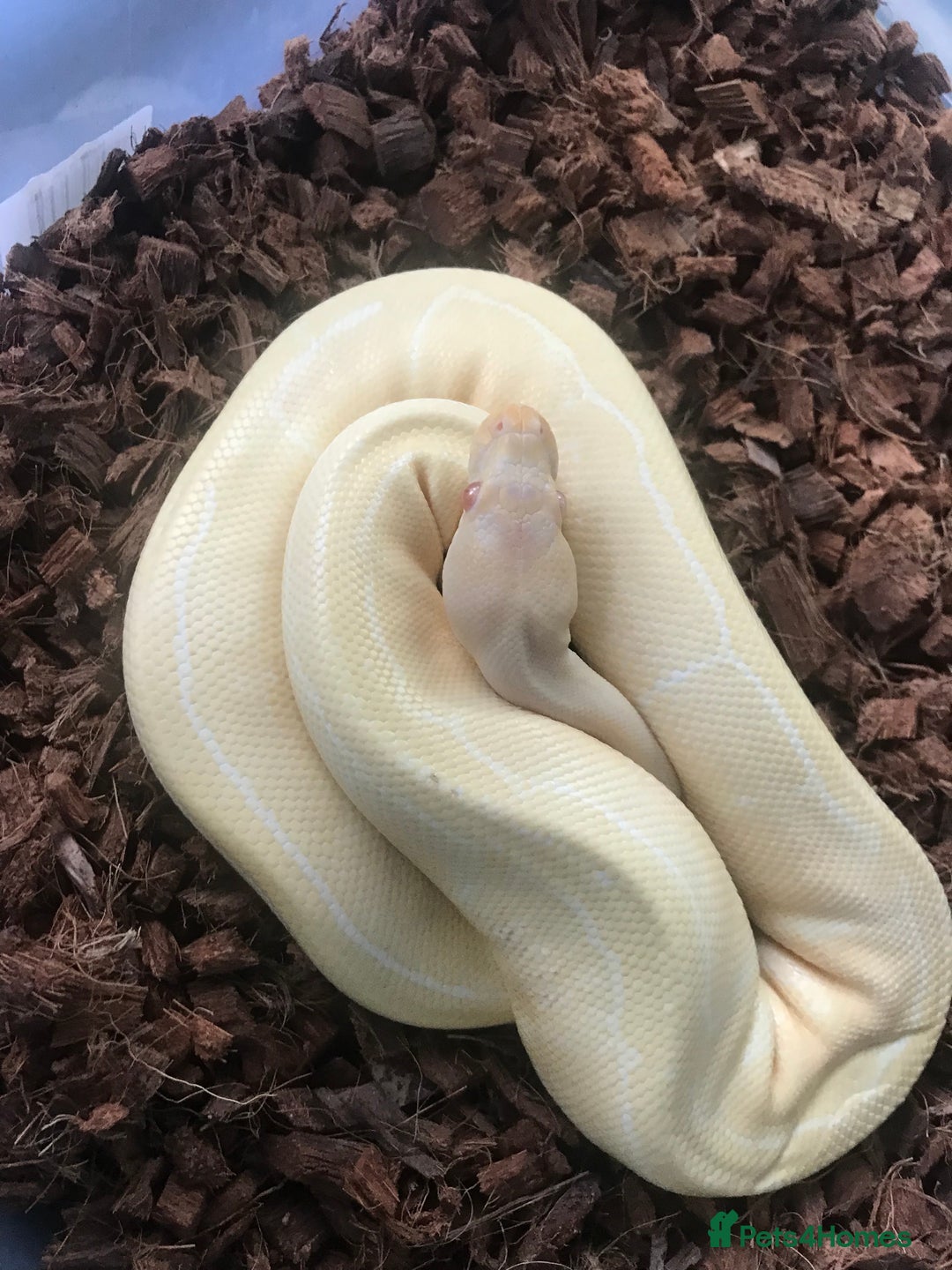 Python Snake reptiles for sale: Female albino pinstipe - Image 1