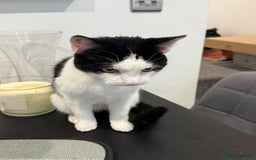 Domestic Shorthair cats for sale: Looking for a Loving Home for Our Two Cats - Advert 4