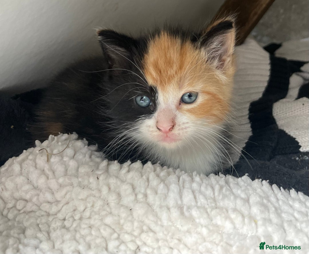 Mixed Breed cats for sale: Kittens for sale  - Image 2
