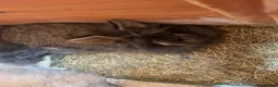Lionhead rabbits for sale: Baby Lion head bunnies for sale - Advert 5
