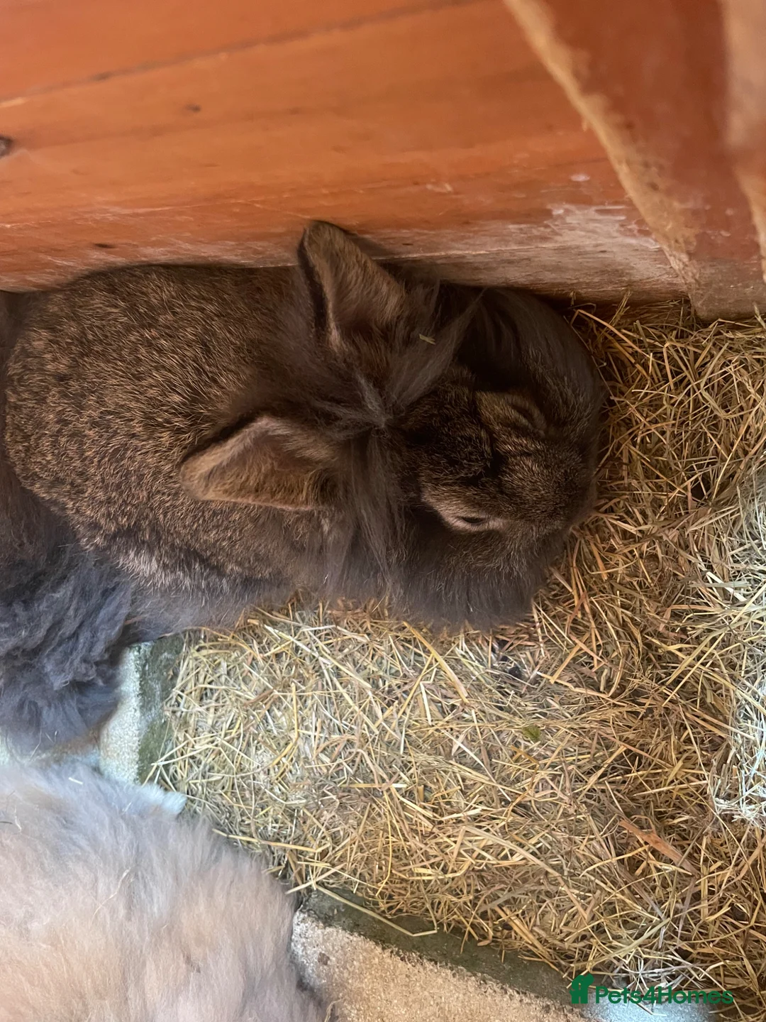 Lionhead rabbits for sale: Baby Lion head bunnies for sale - Advert 5