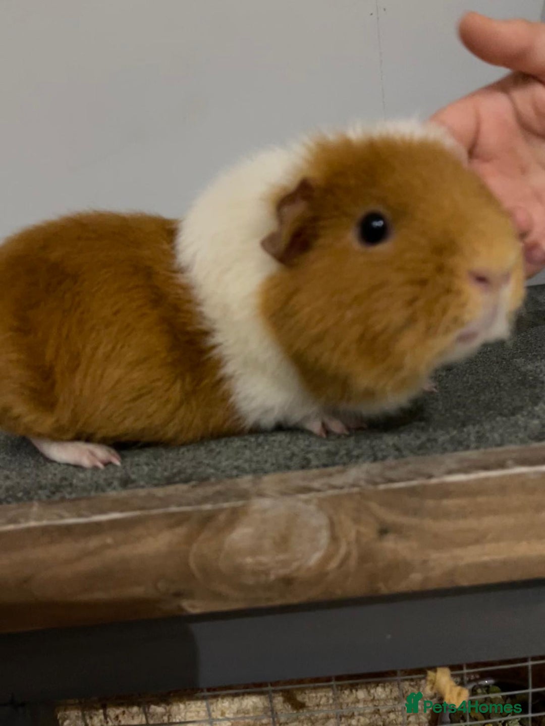 Guinea Pig rodents for sale: Two beautiful guinea pigs with cage FREE!!!!! - Advert 9